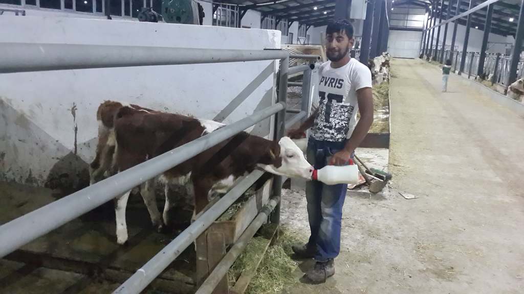 Süt ve Besi Çiftliği