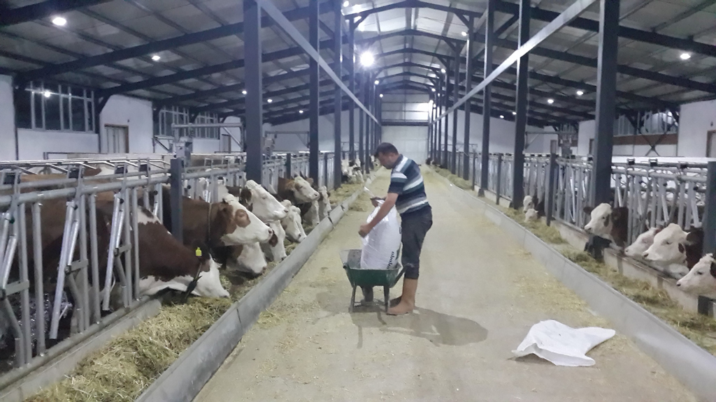 Süt ve Besi Çiftliği